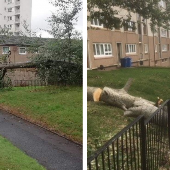 GHA arborists remove fallen tree at Keal Avenue