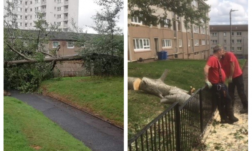 GHA arborists remove fallen tree at Keal Avenue