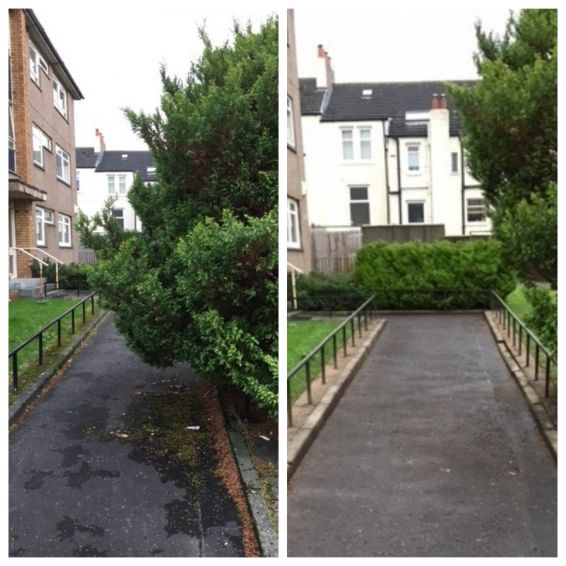 Newlandsfield Road bush before and after