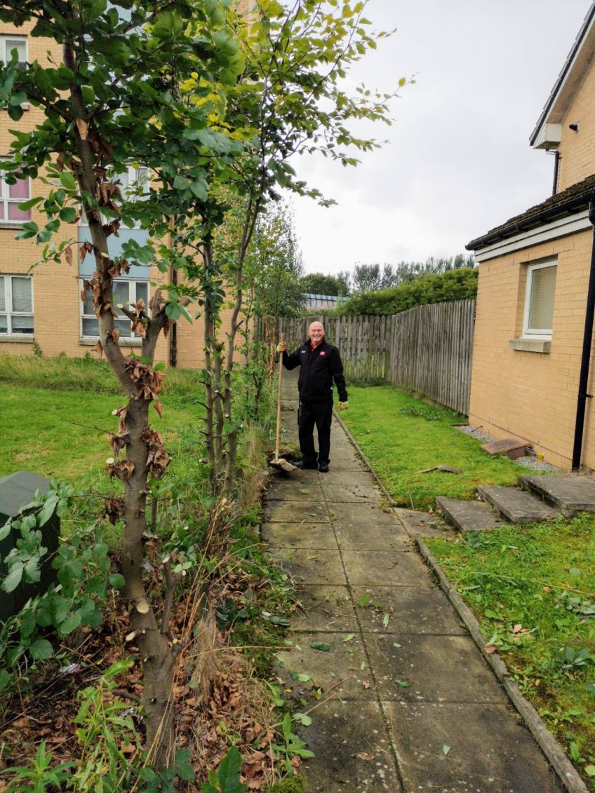 Halley Place bushes after