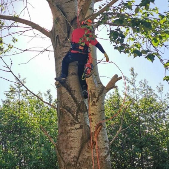 Carntyne arborist in action