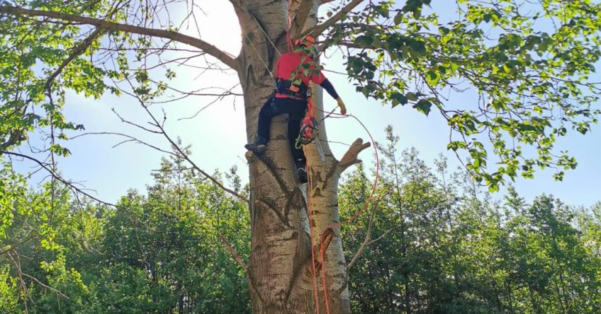 Carntyne arborist in action