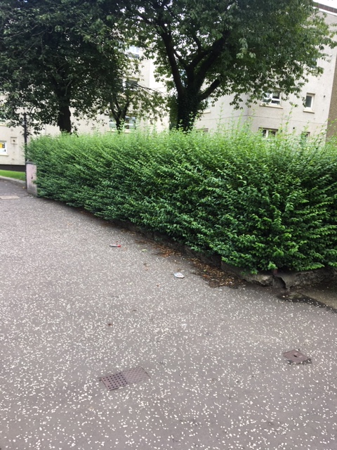 Hedge on street corner Balmore Road before