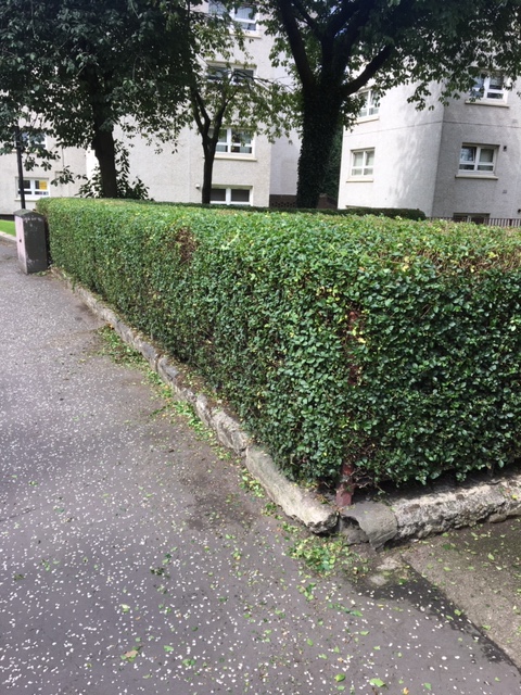 Hedge on street corner Balmore Road after